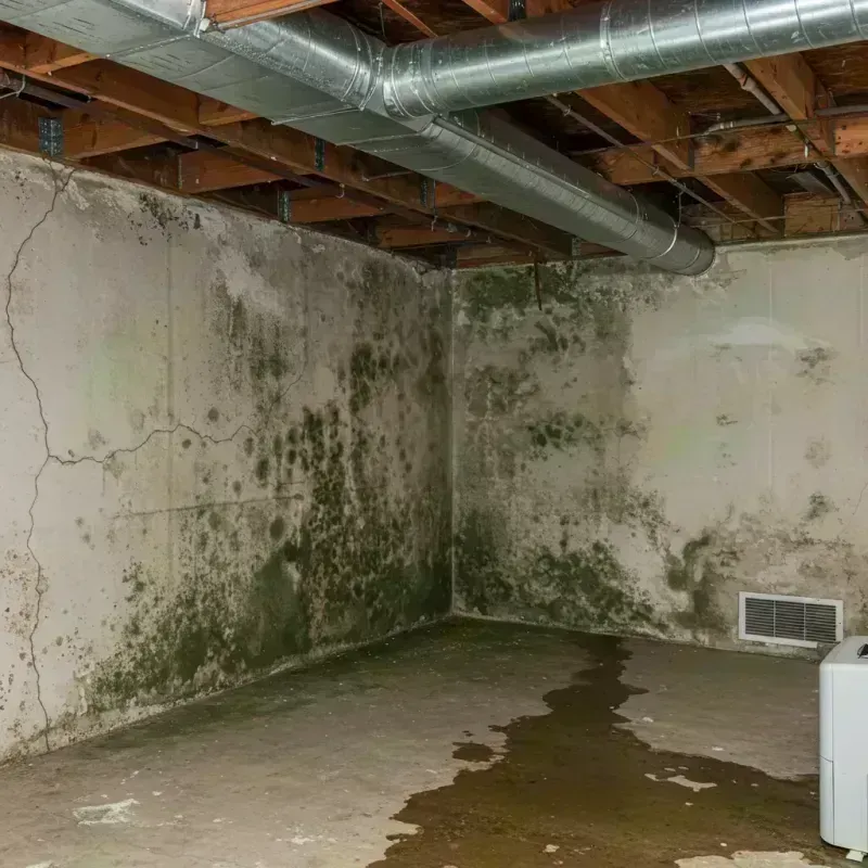 Professional Mold Removal in North Riverside, IL